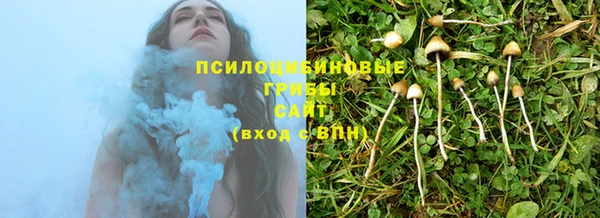 стаф Богданович